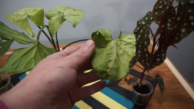 Пополнение моей коллекции: Монстера косая, Сингониум и Бегония макулата смотреть онлайн