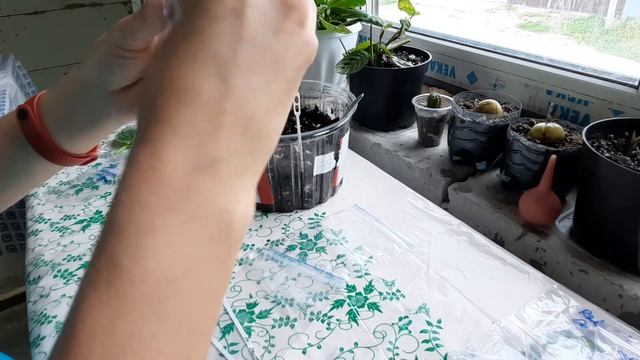 Грунт для фиалок. ФИАЛКИ ОТ ЛИСТОЧКА ДО ЦВЕТОЧКА. ПУТЬ НОВИЧКА.6серия. смотреть онлайн