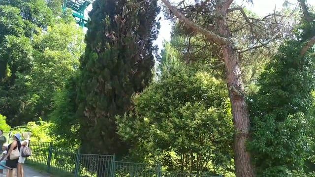 Сочи. Сочинский национальный парк. Парк "Дендрарий". Верхний и нижний парки / Sochi, Arboretum park