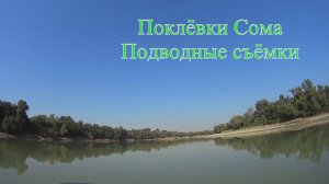 Поклёвки СОМА на КВОК. Подводные съёмки, Ловля сома на живца и куриную печень. Ловля с лодки на реке