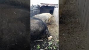 Венгерская пуховая мангалица. Наш ч. п. хряк производитель.