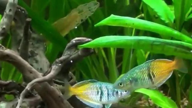 Радужницы (Melanotaenia) рыбки. Содержание, Уход, Размножение