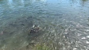 Рыбалка в Абхазии