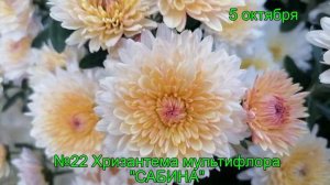 №22 Хризантема мультифлора САБИНА  5 октября 2023 г