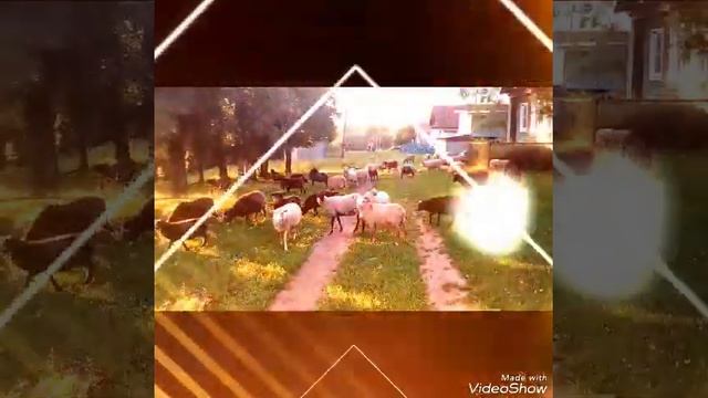 Дачные овечки! меня хотели пребить смотреть онлайн