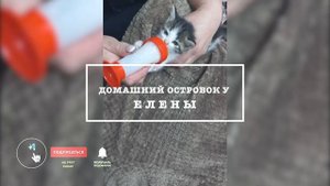 Как вырастить новорождённого котёнка без кошки мамы ?! Чем кормить котенка в 1 месяц
