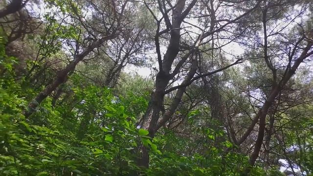 Беги Форест Беги, Вы такого еще не видели смотреть онлайн