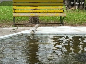 Белка пьет и орешки все грызёт