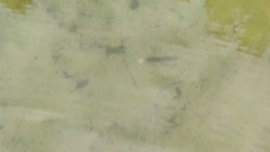 Боровое озеро - одно из лучших озер в Подмосковье !!!