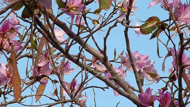 Hummingbird in back yard смотреть онлайн