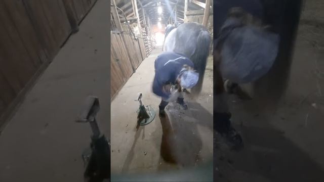 расчистка копыт у Дюмы смотреть онлайн