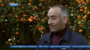 Репортаж Первого канала о сборе мандарин в Абхазии