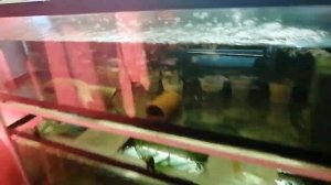 Барбусы#Разведение #Насыпали #Икра#Аквариум