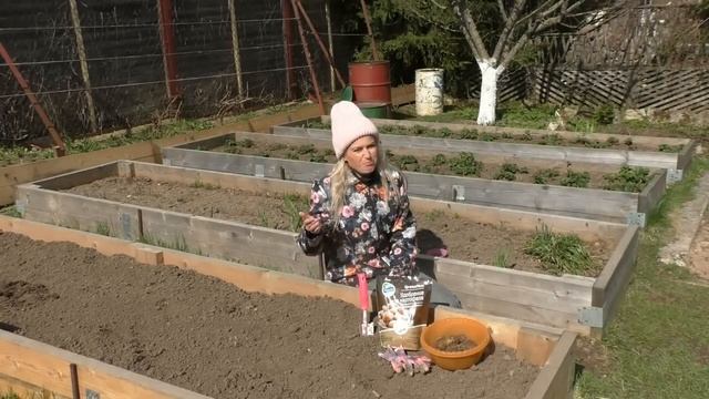 Необычный способ посадки картофеля