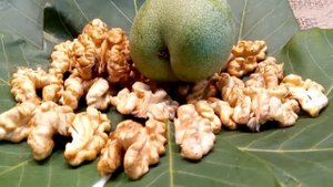 Грецкий орех кочерженко характеристика, Орех Кочерженко описание форум Walnuts Broker