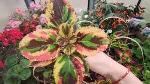 КОЛЕУС ВЕГЕТАТИВНЫЙ.ОБЗОР СОРТОВ.2021