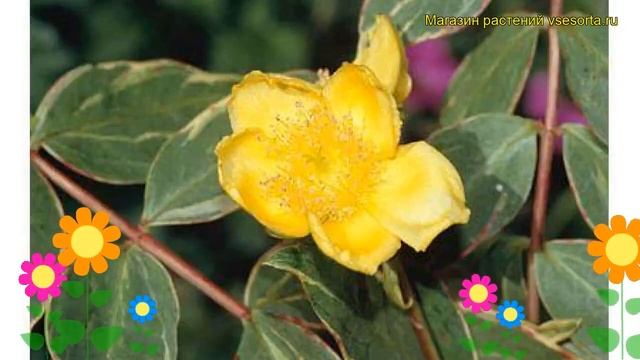 Зверобой мозера Триколор. Краткий обзор, описание характеристик hypericum?moserianum Tricolor