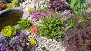 Обзор сада в Подмосковье в начале июня/Новинки в саду