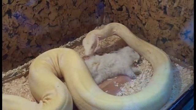 Жесть !!!! Корм белого питона смотреть онлайн