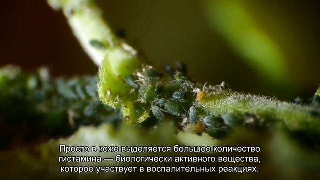 10 ложных аллергенов, которых вы боитесь зря