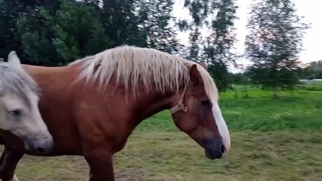 Кобыла Стихия в охоте , привели жеребца по кличке Султан смотреть онлайн