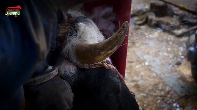 Профессиональная услуга обрезки рогов КРС смотреть онлайн