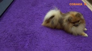 Команда кувырок | Шпиц | Творческие команды | Собака | Team somersault | Spitz