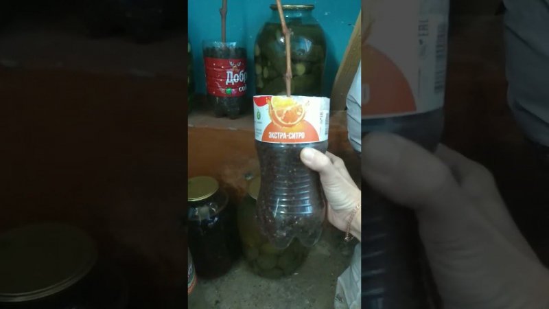 как виноград дает корни
