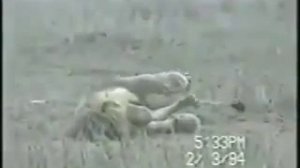 Лев умирает