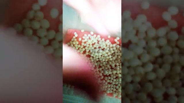 Как ухаживать за яйцами улитки Ахатина смотреть онлайн