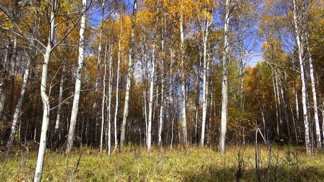 Осенний лес Autumn forest Relax