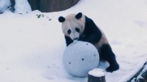 Снежный день для панды 