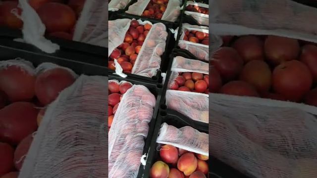 rubista o'rigi. абрикос рубиста смотреть онлайн