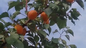 Абрикос. Воронежский регион. (Юзбашян 2021)