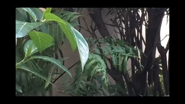 PTERIS VITTATA смотреть онлайн