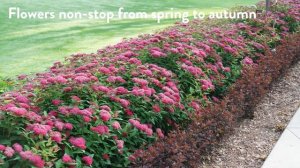 30 seconds with Proven Winners® Spiraea Double Play® Doozie® (EU)