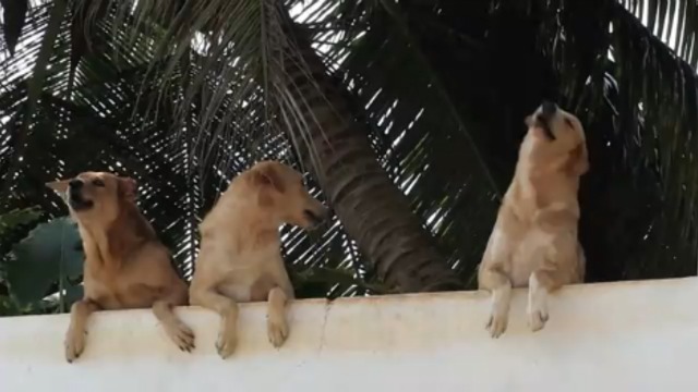 Собачья жизнь