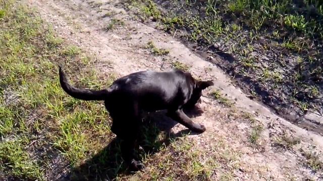 Битва животных Собака против Крота смотреть онлайн