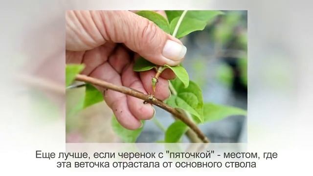 Размножение черенками. Как укоренить черенок любого растения. Часть 1. Укоренение в воде