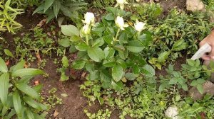 Трипсы на розах