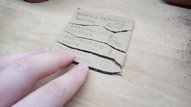 6 советов как выращивать СУККУЛЕНТЫ из ЛИСТИКОВ со 100% всхожестью смотреть онлайн