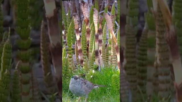 и в хвост и в гриву!! смотреть онлайн