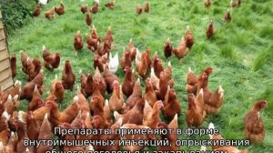 Разведение кур в домашних условиях для начинающих