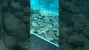 Женя Кот с Женой в подводном отеле отдыхают на Мальдивах. Романтик...