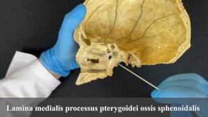 Полость носа - Cavum nasi (анатомия человека)