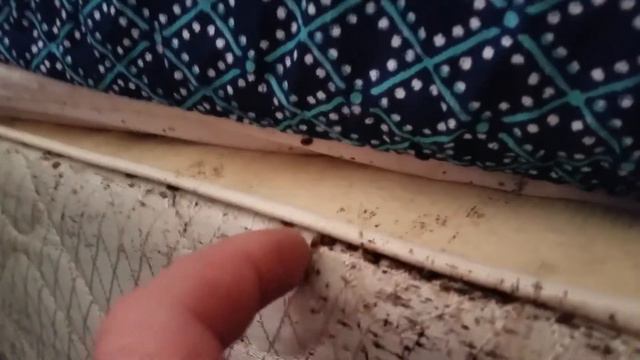 What Do Bed Bugs Look Like? смотреть онлайн