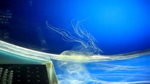 10 самых опасных животных