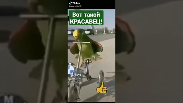 ? КРАСАВЧИК.!!! СВЕТЛАНА БЕЛЯКОВА.