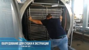 Сушка облепихи при температуре 30°С. Сушеная облепиха