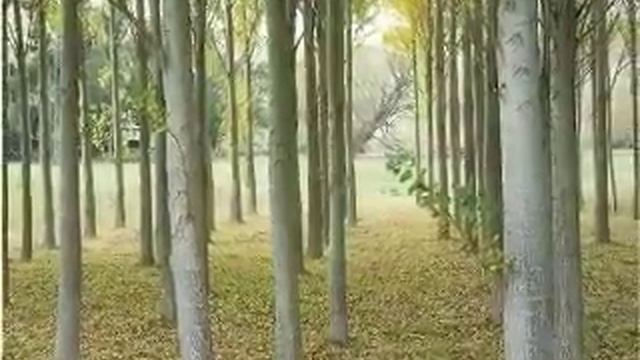 Техника для медитации 4 смотреть онлайн